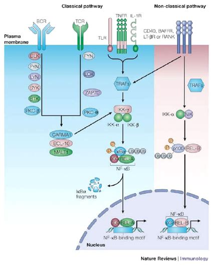 Nuclear factor κ B NF κ B is activated by signalling through many