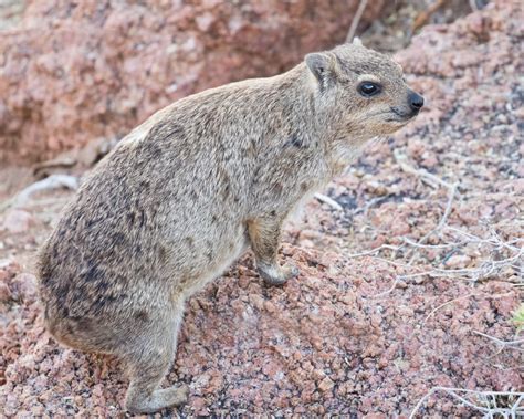 Rock Hyrax