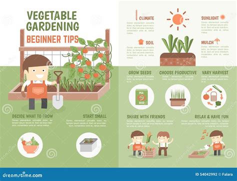 Infographic How To Grow Vegetable Beginner Tips Vector Illustration 54042992