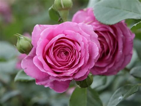 Rose Jennifer Rose - Rosa 'Jennifer Rose', Beetrose Jennifer Rose - Rosengut Langerwisch
