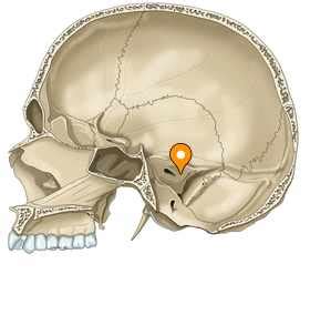 Posterior surface of petrous part - e-Anatomy - IMAIOS