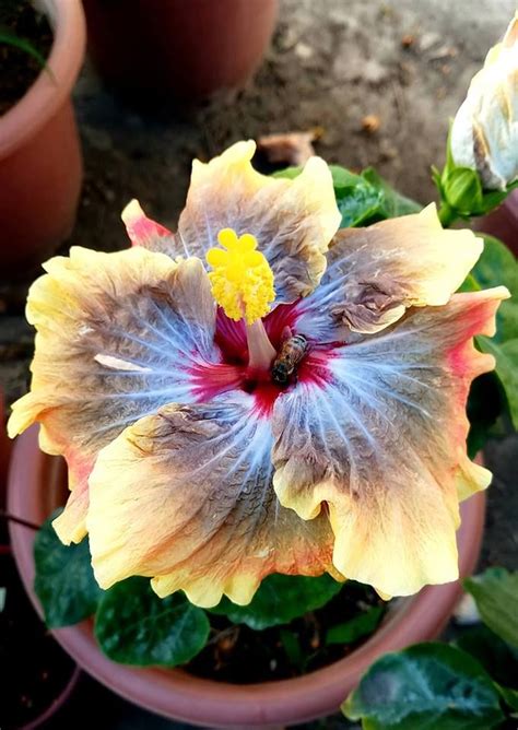 Pin by Ирина on гибискусы | Hibiscus flowers, Hibiscus, Orchids