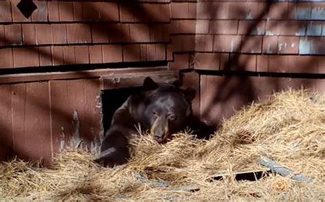 Will Bears Find A Good Winter Den At Your Place Bearwise