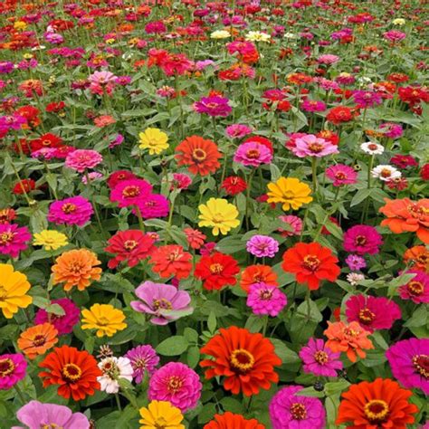 Flower Seeds Zinnia Mix Colour Seeds Biji Benih