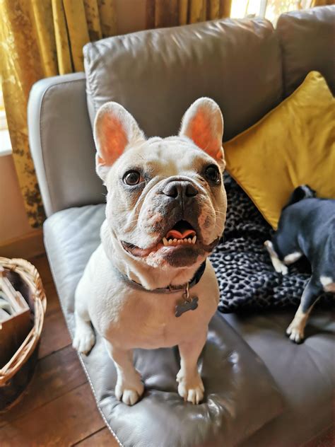 How Long Do French Bulldogs Teeth