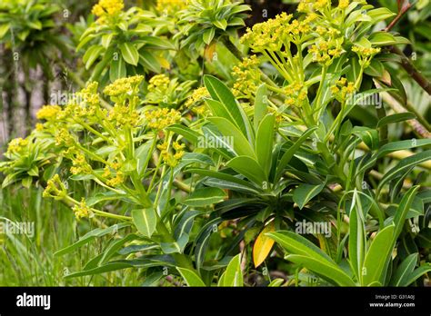Euphorbia Pasteurii Spurge Hybrid Evergreen Foliage Hi Res Stock