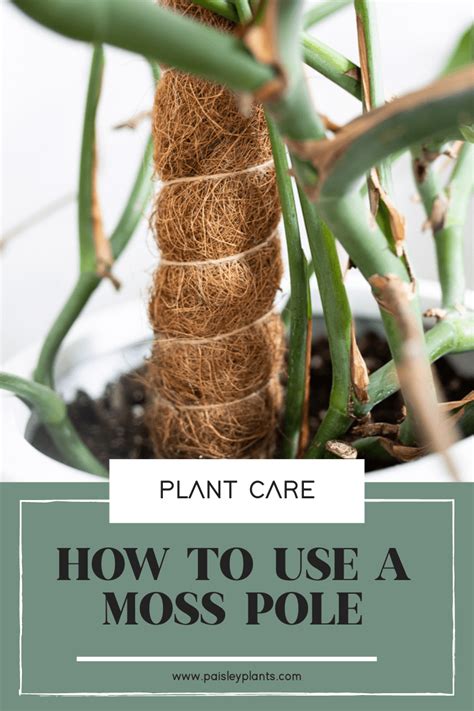 How to Use a Moss Pole for Your Indoor Plants - Paisley Plants