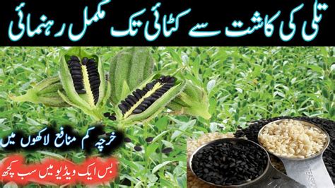 Tilli Ki Pakistan Main Kasht Cultivation Of Sesame How To Grow