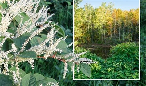 Japanese Knotweed Invasive Weed Costs Thousands To Banish Key Signs