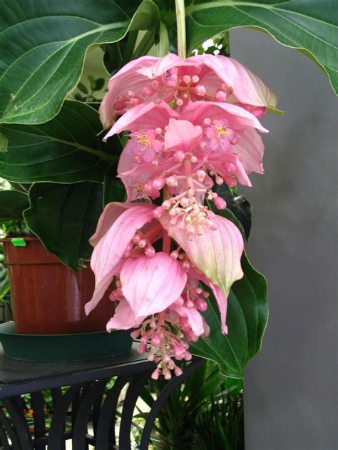 Мединилла в домашних условиях | Wonderful flowers, Strange flowers ...