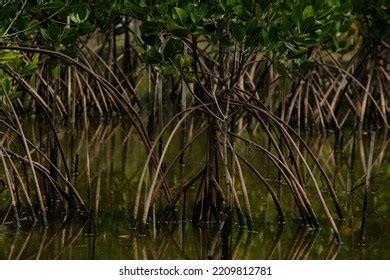 Mangrove Trees Mangrove Forests Twig Roots Stock Photo