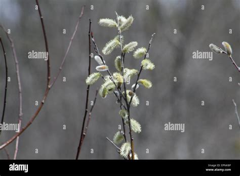 Pussy Willow Catkins American Pussy Willow Salix Discolor Native To Northern North America