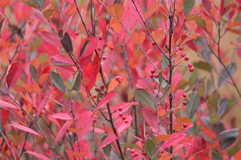 Aronia Butifolia Erecta Upright Red Chokeberry Fall Color Garden