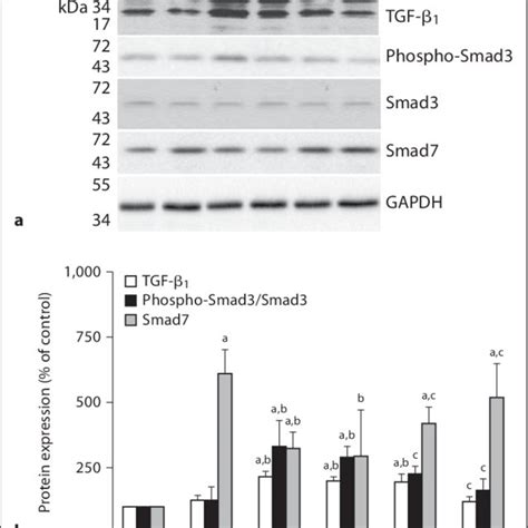 Activation Of The TGF Smad Signaling Pathway In CsAtreated RMCs With