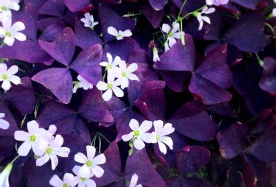 12 Ornamental Oxalis Varieties To Grow | Horticulture.co.uk