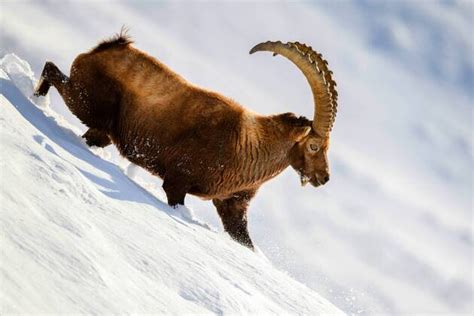 Steinbock Im Winter Imago