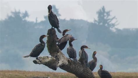 Gallery Unesco Cascade Head Biosphere Reserve