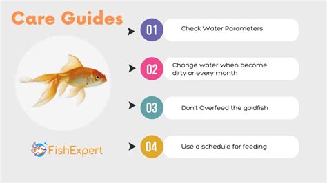 Goldfish 101 Care Guide An In Depth Guide For Beginners