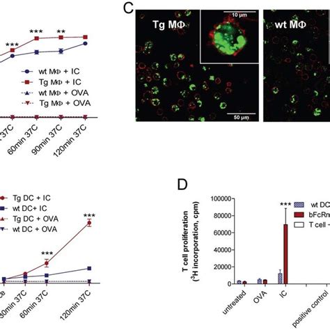 Bfcrn Expressing Cells Show Enhanced Ic Phagocytosis And Induce Higher