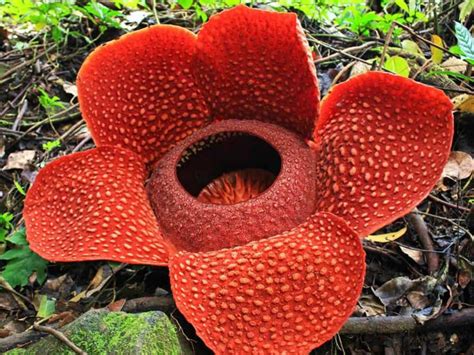 Rafflesia Arnoldii Corpse Flower World Of Flowering Plants Rare