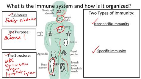 Anatomy Of The Immune System