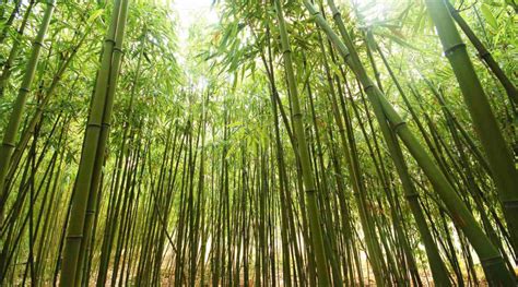 Philippine Bamboo Industry Development Council Archives The Official