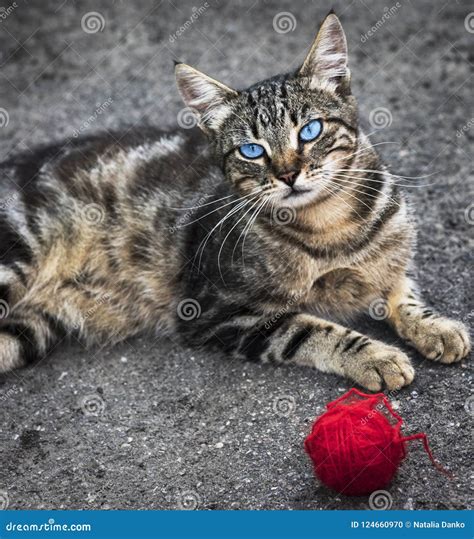 El Gato Rayado Gris De La Calle Con Los Ojos Azules Miente En El