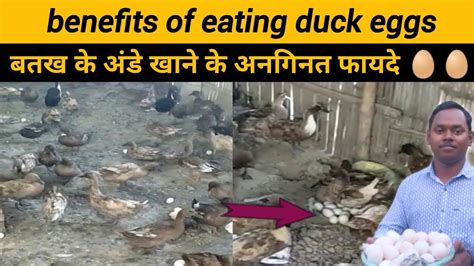 🔥🔥benefits Of Eating Duck Eggs🥚🥚 बतख के अंडे खाने के फायदे Duck