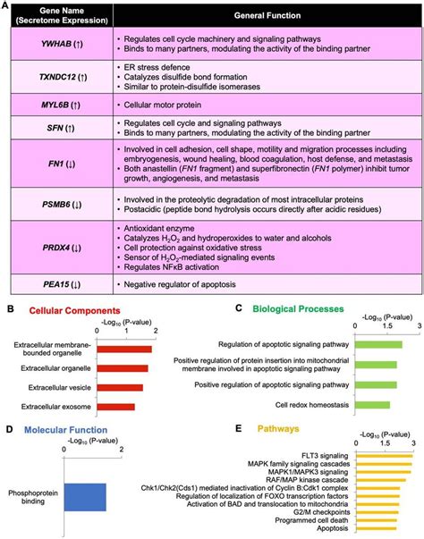 Eight secretome markers GO analysis. (A) List of secretome marker's ...