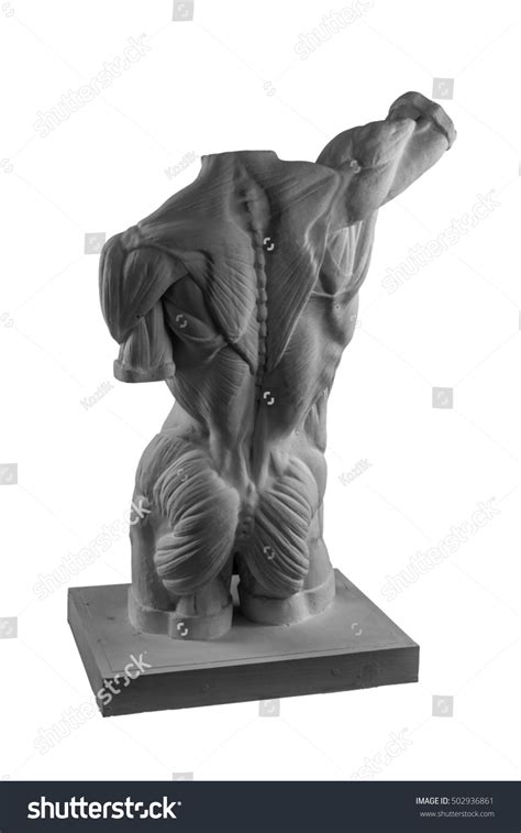 Plaster Statue Naked Man Torso Anatomical Stock Photo Shutterstock