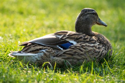 Free photo: Wild Duck - Animal, Bird, Closeup - Free Download - Jooinn