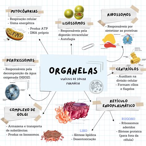 Mapa Mental Sobre Organelas - REVOEDUCA