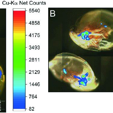 Spatial Distribution Maps Of Copper In The Body Of Daphnia Magna