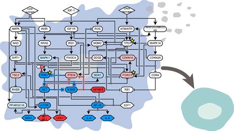 systems biology  reverse aging figure  aging