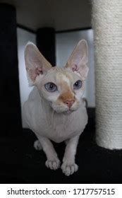 Naked Sphynx Cats Beautiful Eyes Stock Photo Shutterstock