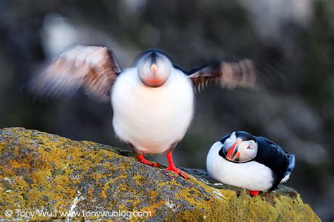 Atlantic Puffins In Iceland Fratercula Arctica