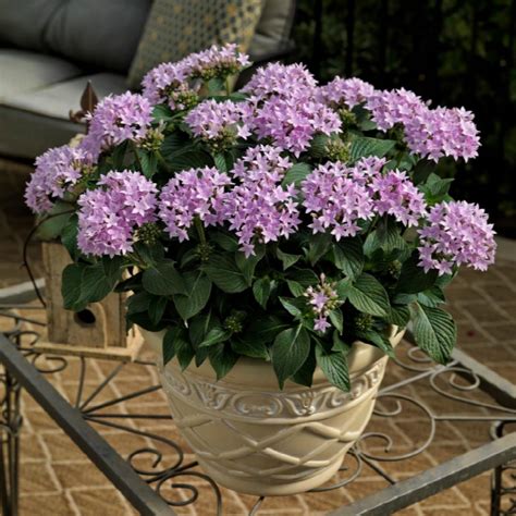 Starcluster™ Pentas, Pentas lanceolata Starcluster™ Series