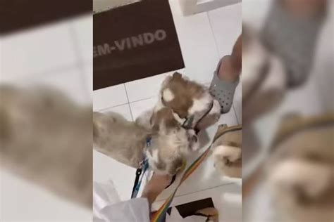 Vídeo homem é denunciado à polícia por ameaçar shitzus de casal gay Metrópoles