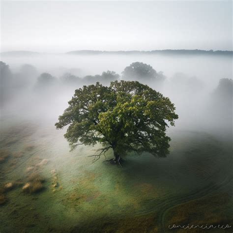 El Árbol Fresno: Un Recorrido por su Belleza » Imágenes y Videos ...