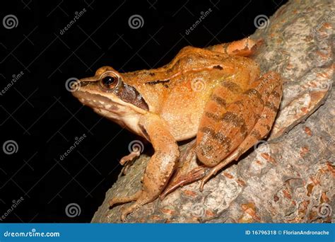Grenouille Agile Dalmatina De Rana Photo Stock Image Du Penser