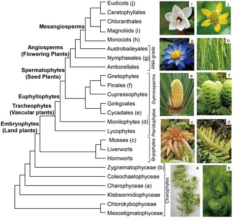The Molecular Phylogeny of Land Plants: Progress and Future Prospects