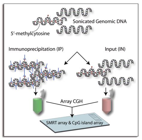 Medip Array Cgh Schema Genomic Dna Is Sonicated To A Size Range Of