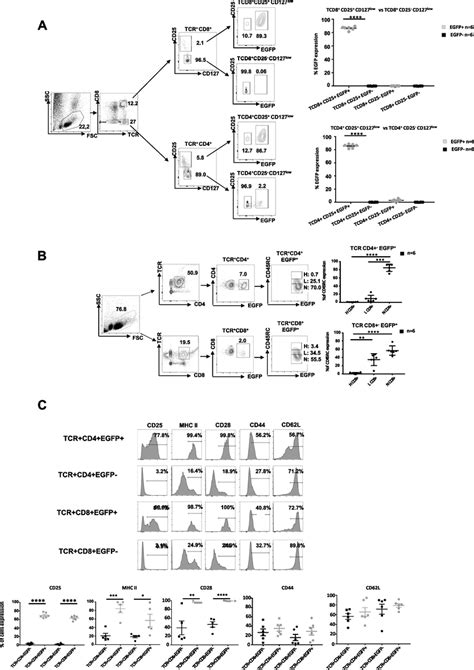 Phenotype Of Egfp⁺ Cells Single Cell Suspensions Were Obtained From