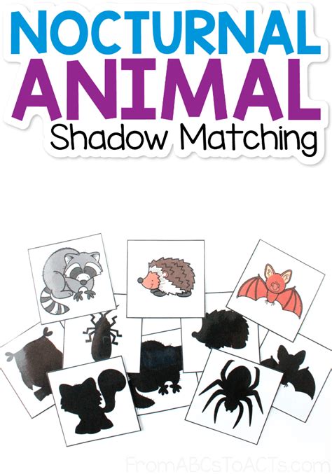 Nocturnal Animal Shadow Matching From Abcs To Acts