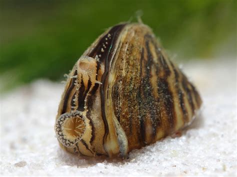 Zebra Mussels: What You Should Know