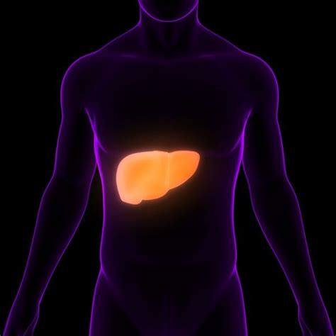 F Gado Dor Abdominal E Barriga Inchada Podem Ser Sintomas De Problemas