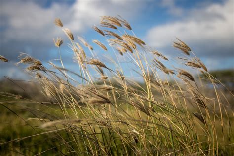 Wallpaper ID: 225094 / breeze and summer hd 4k wallpaper free download