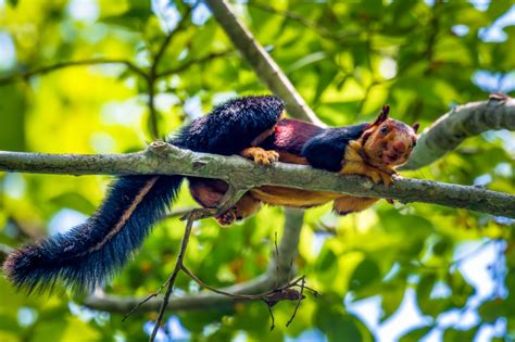 Multicolored Malabar Giant Squirrel Photographed In India