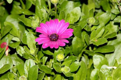 Los Ecklonis De Osteospermum Florecen La Flor De La Margarita Del Cabo