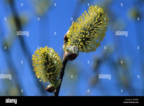 Catkins Pussy Willows Salix Spec Stock Photo Alamy